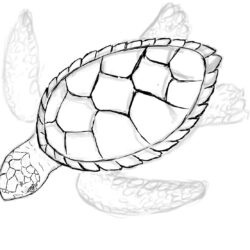 Turtle Drawing Beautiful Artwork