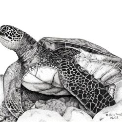 Turtle Drawing Fine Art