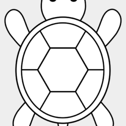 Turtle Drawing Hand Drawn