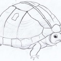 Turtle Drawing Hand Drawn Sketch