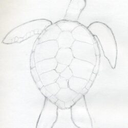 Turtle Drawing Image