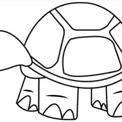 Turtle Drawing Modern Sketch