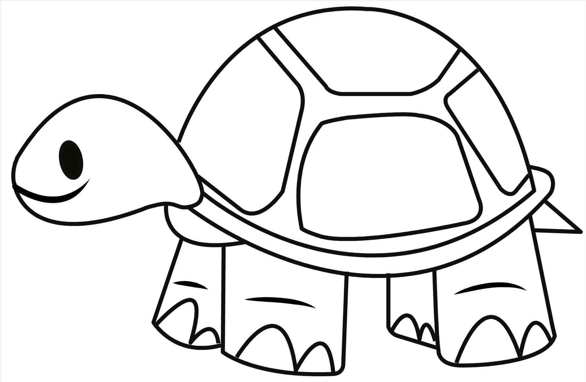 Turtle Drawing Modern Sketch
