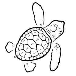 Turtle Drawing Photo