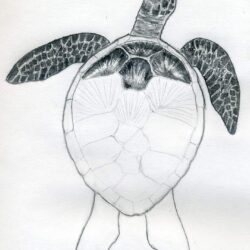 Turtle Drawing Realistic Sketch