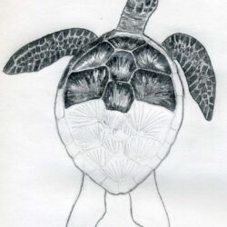 Turtle Drawing Sketch