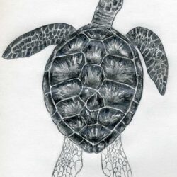 Turtle Drawing Stunning Sketch