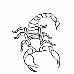 Venomous Scorpion Drawing Artistic Sketching