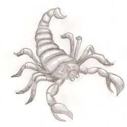 Venomous Scorpion Drawing Hand drawn Sketch