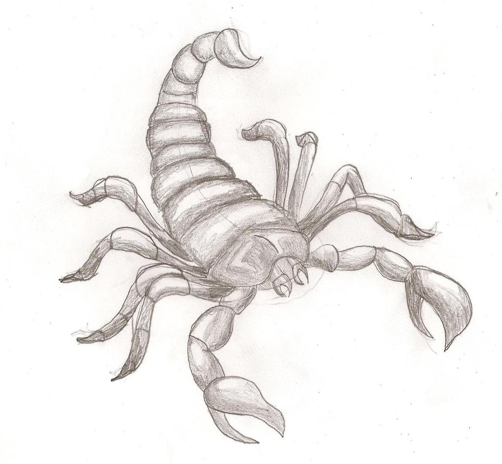 Venomous Scorpion Drawing Hand drawn Sketch