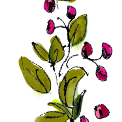 Vine Drawing Image