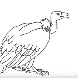 Vulture Drawing