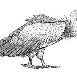 Vulture Drawing Amazing Sketch