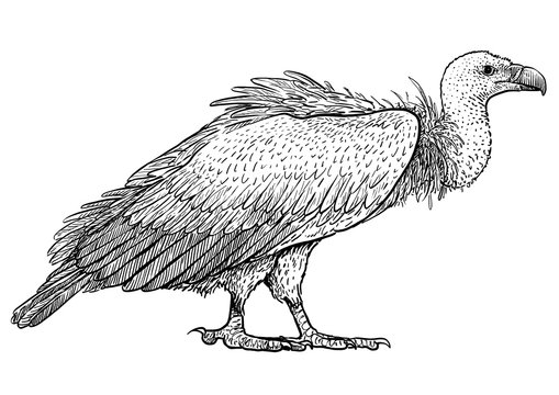 Vulture Drawing Amazing Sketch
