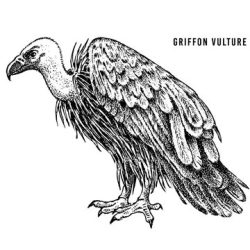 Vulture Drawing Art