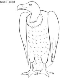 Vulture Drawing Detailed Sketch