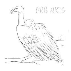 Vulture Drawing Fine Art