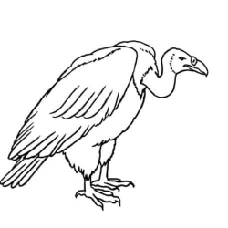 Vulture Drawing Hand drawn