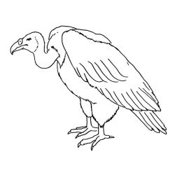 Vulture Drawing Hand drawn Sketch