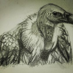 Vulture Drawing Image