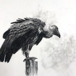 Vulture Drawing Realistic Sketch