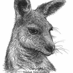 Wallaby Drawing