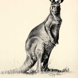 Wallaby Drawing Amazing Sketch