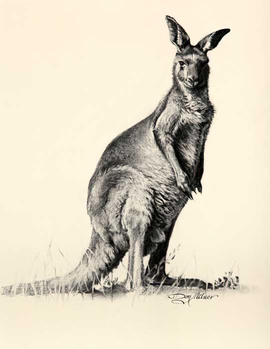 Wallaby Drawing Amazing Sketch