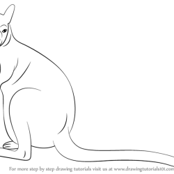 Wallaby Drawing Art