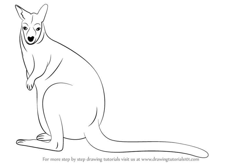 Wallaby Drawing Art