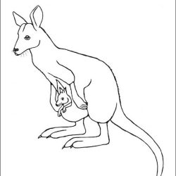 Wallaby Drawing Artistic Sketching