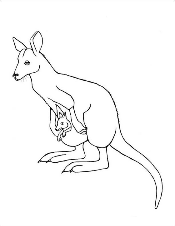 Wallaby Drawing Artistic Sketching