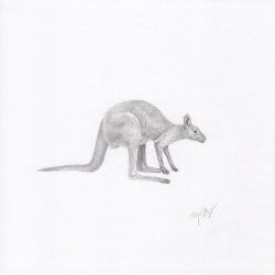 Wallaby Drawing Beautiful Artwork