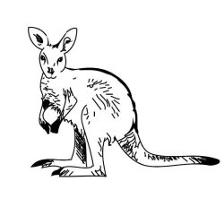 Wallaby Drawing Creative Style