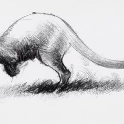 Wallaby Drawing Fine Art