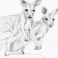 Wallaby Drawing Hand drawn