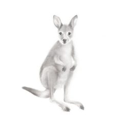 Wallaby Drawing Hand drawn Sketch