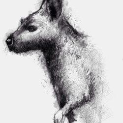 Wallaby Drawing Image