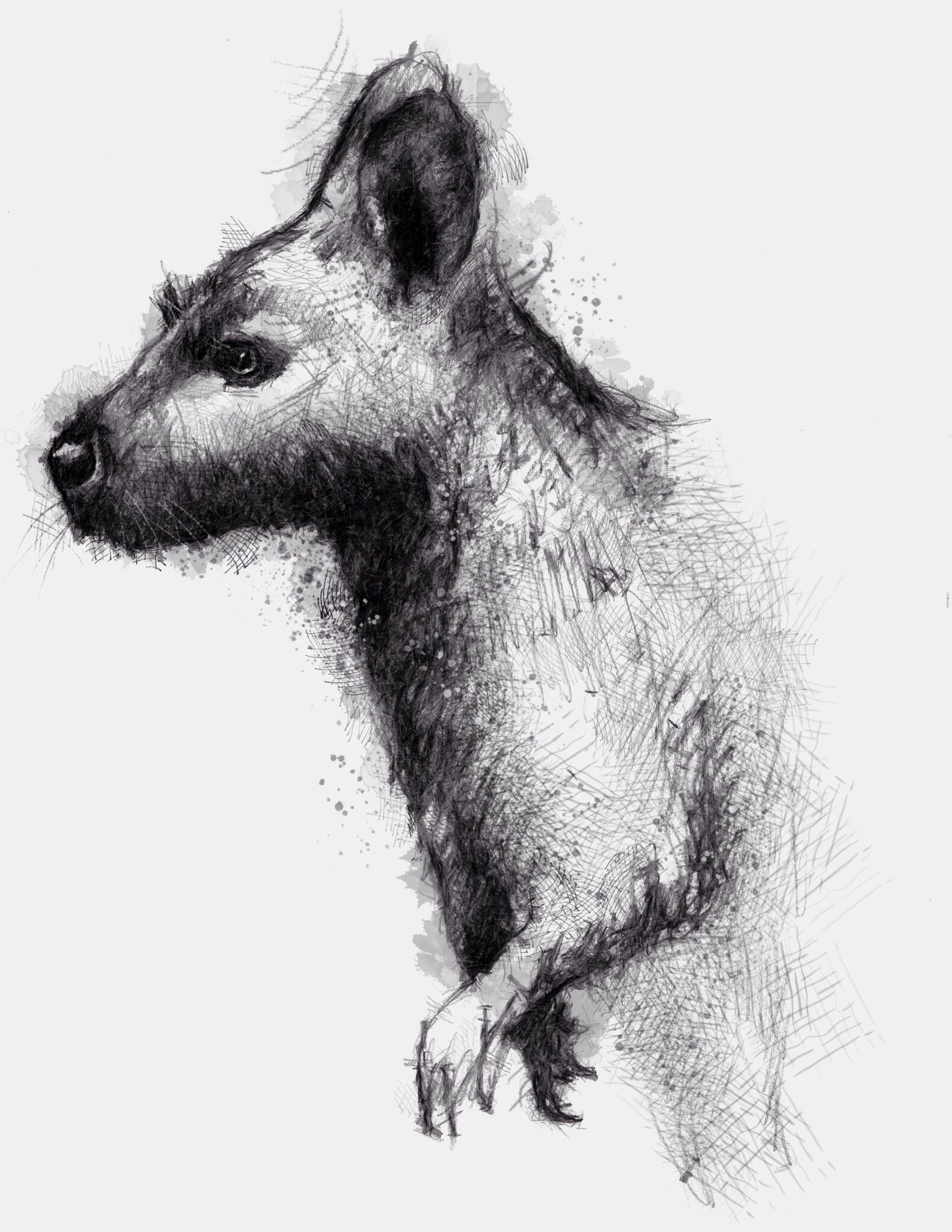 Wallaby Drawing Image