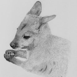 Wallaby Drawing Intricate Artwork