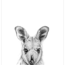 Wallaby Drawing Modern Sketch