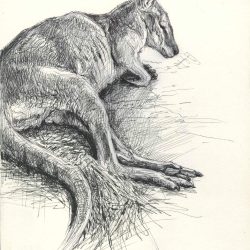 Wallaby Drawing Picture