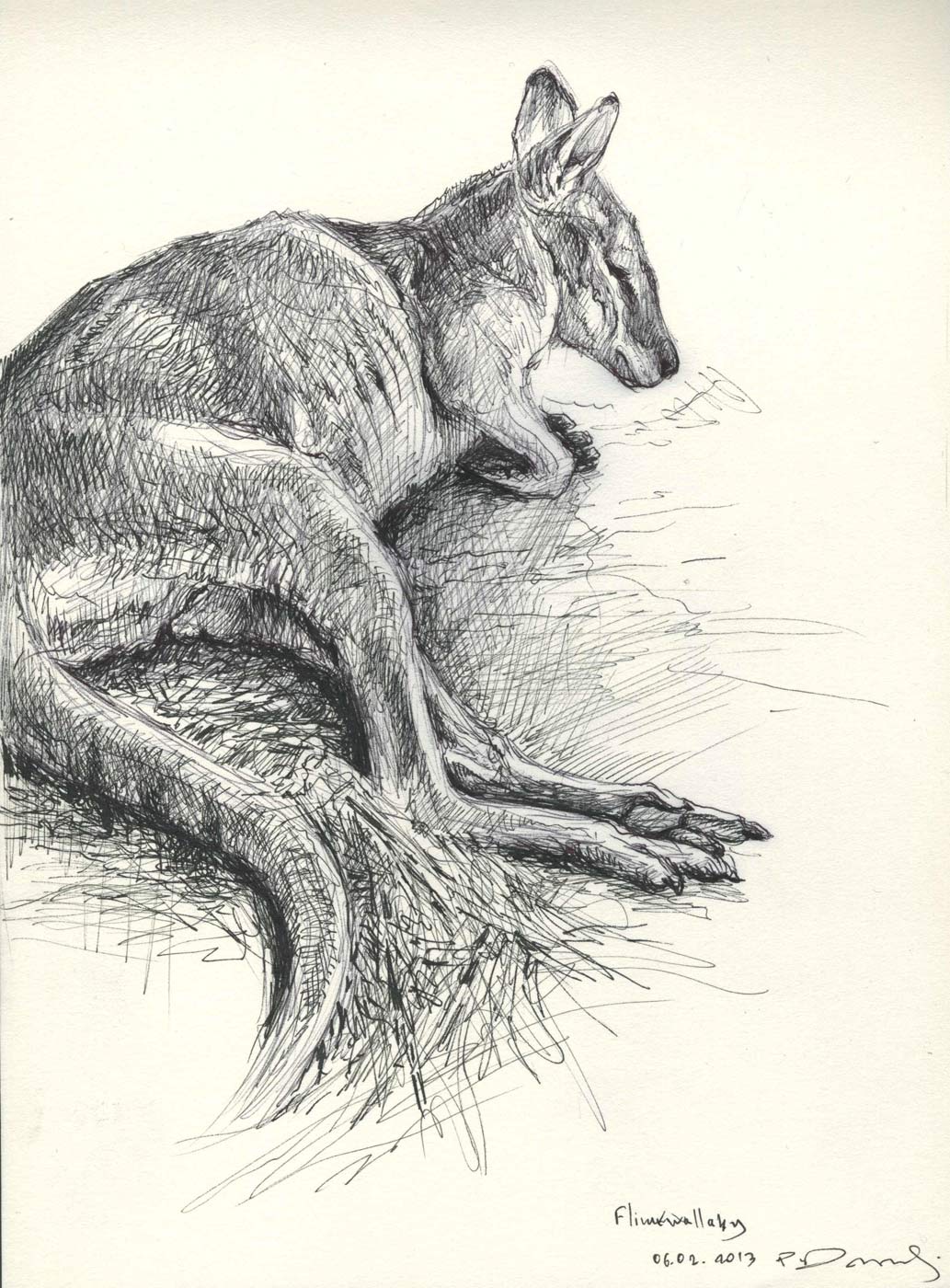 Wallaby Drawing Picture