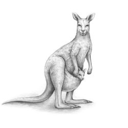 Wallaby Drawing Professional Artwork