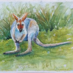 Wallaby Drawing Sketch