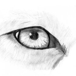 Werewolf Eyes Drawing Artistic Sketching