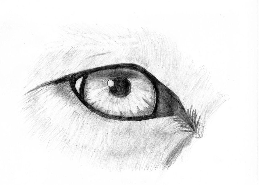 Werewolf Eyes Drawing Artistic Sketching