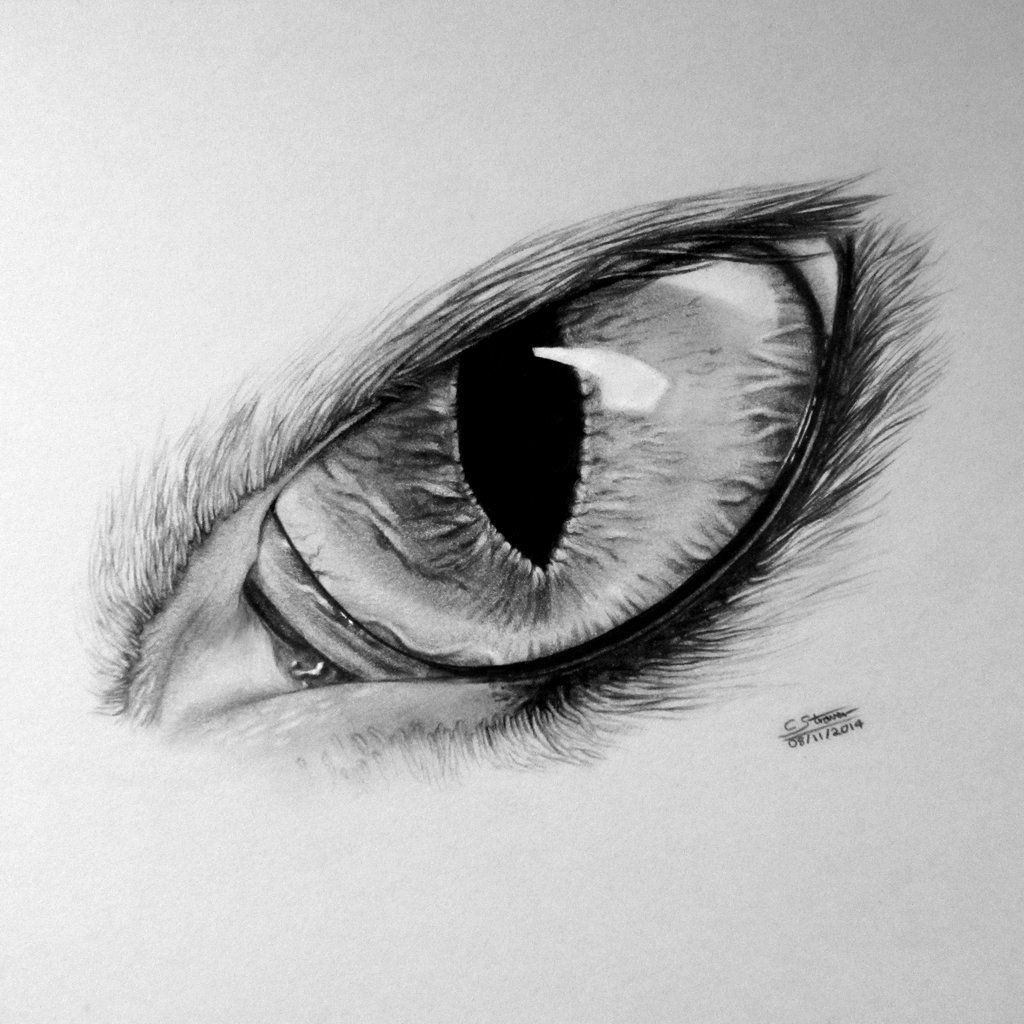 Werewolf Eyes Drawing Hand drawn Sketch