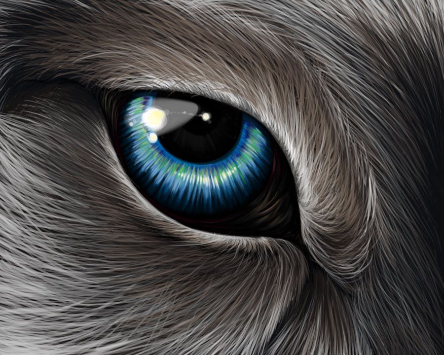 Werewolf Eyes Drawing Intricate Artwork