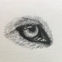 Werewolf Eyes Drawing Modern Sketch